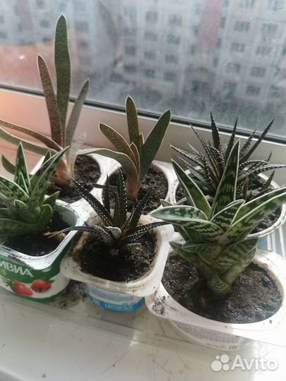 Комнатные растения