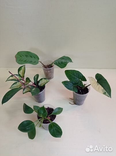 Цветы комнатные