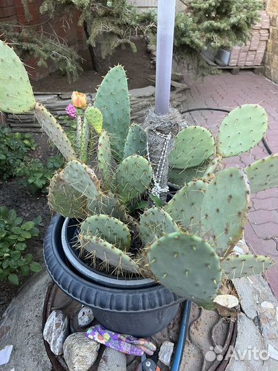 Большой кактус
