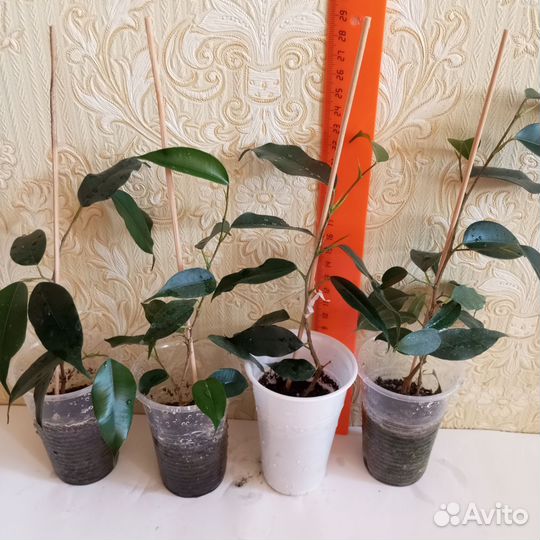 Фикус Бенджамина