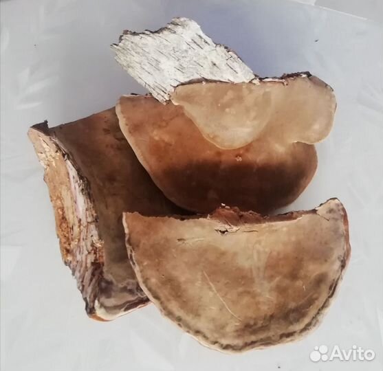 Гриб лекарственный - трутовик обыкновенный