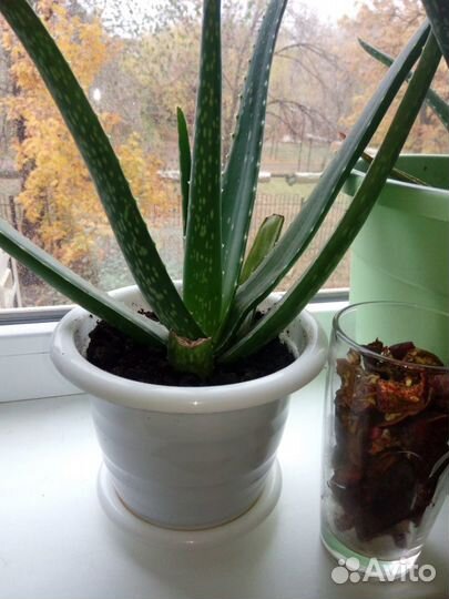 Алоэ Вера взрослые растения