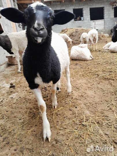 Бараны дорпер