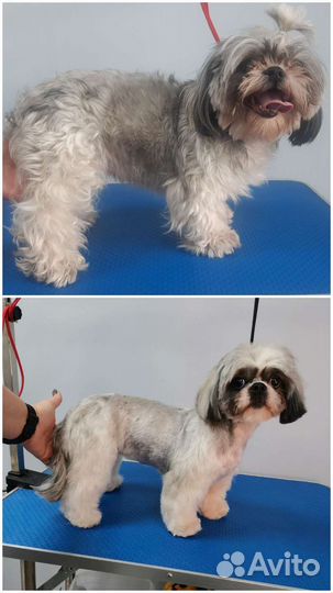 Груминг собак и кошек