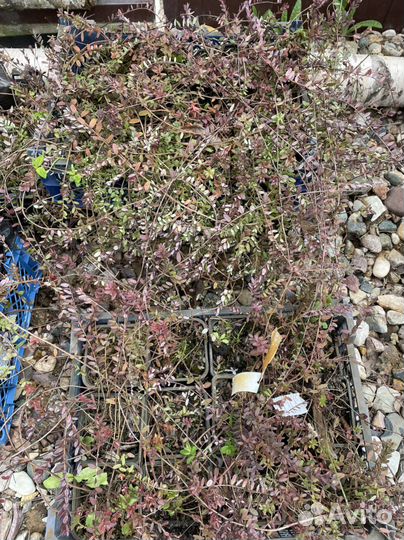 Саженцы голубики и клюквы