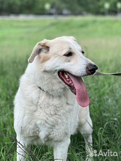 Всю жизнь в приюте