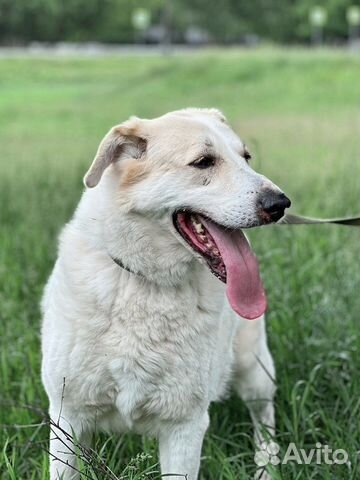 Всю жизнь в приюте