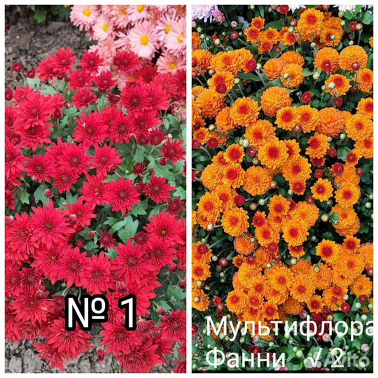 Хризантема мультифлора 15 сортов