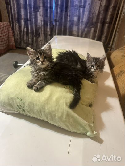 Котята мейн-кун