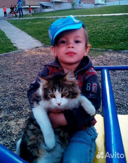 Передержка для собак