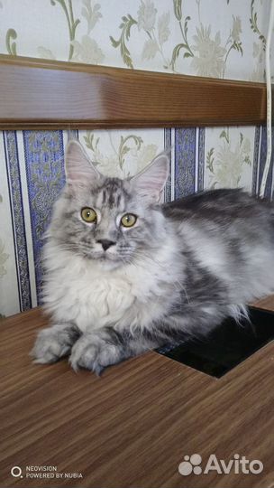 Котик Мейн-кун