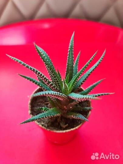 Продам цветы комнатные