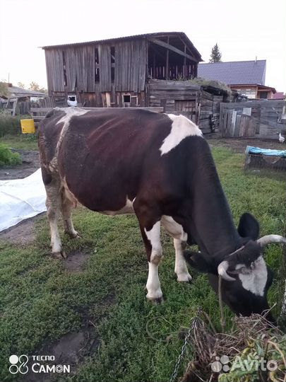 Корова дойная