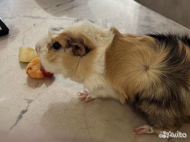 Морская свинка породы розетка купить в Москве | Животные и зоотовары ...