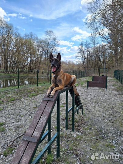 Щенки бельгийской овчарки малинуа