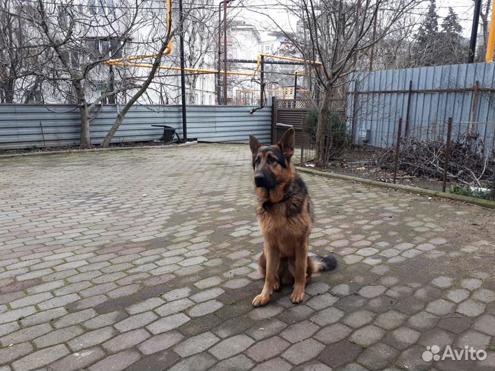 Кобель для вязки