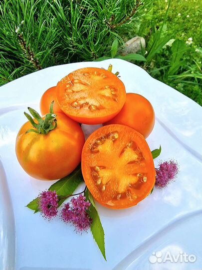 Семена томаты Гномы