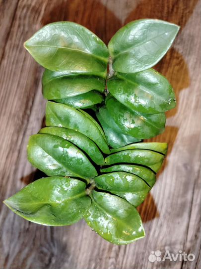 Замиокулькас Жук (Bug)