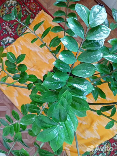 Комнатные растения