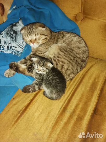 Кошки