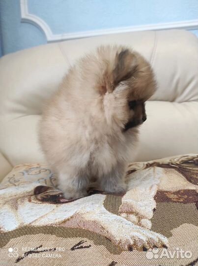 Померанский шпиц