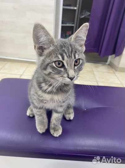 Котёнок ищет дом