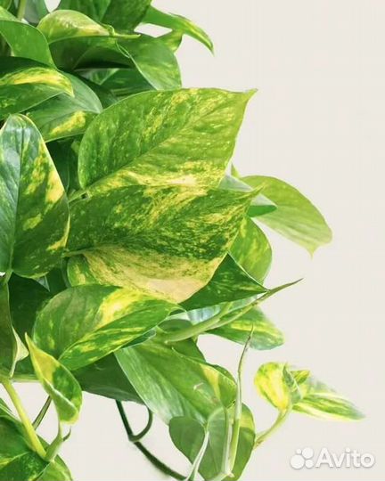 Сциндапсус