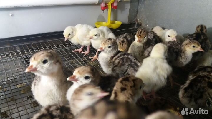 Индюшата суточные