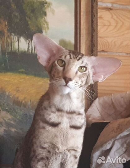 Вязка котом Ориенталом