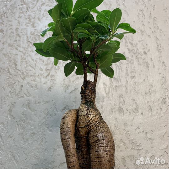 Растение Бонсай - Фикус Микрокарпа (европа)