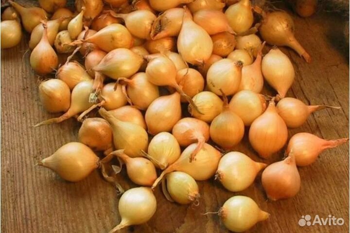 Лук севок