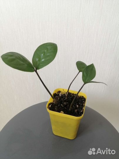 Замиокулькас