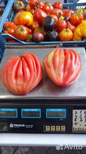 Семена томата 