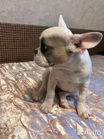 Французский бульдог девочка