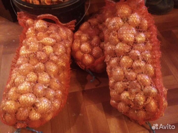 Продаётся лук