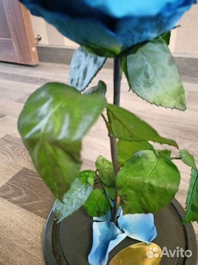 Роза в колбе