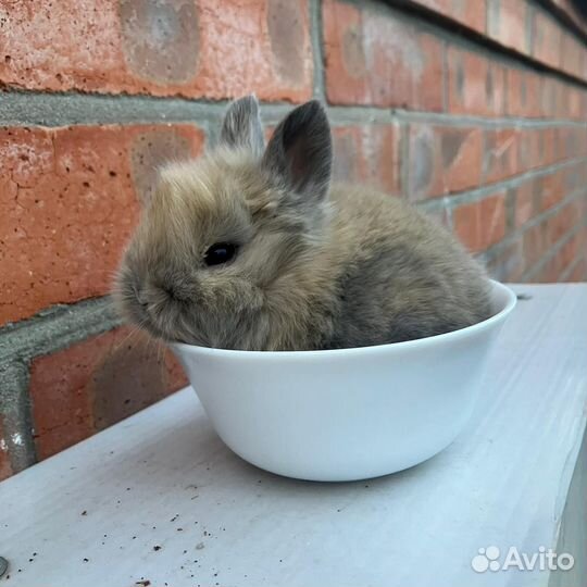 Карликовый кролик