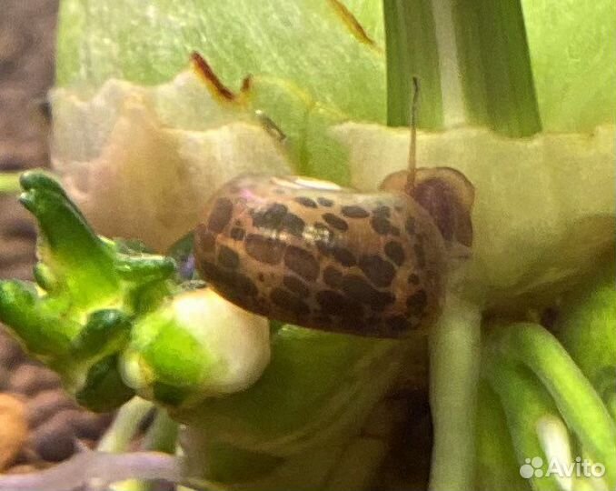 Голубые, розовые, леопардовые улитки