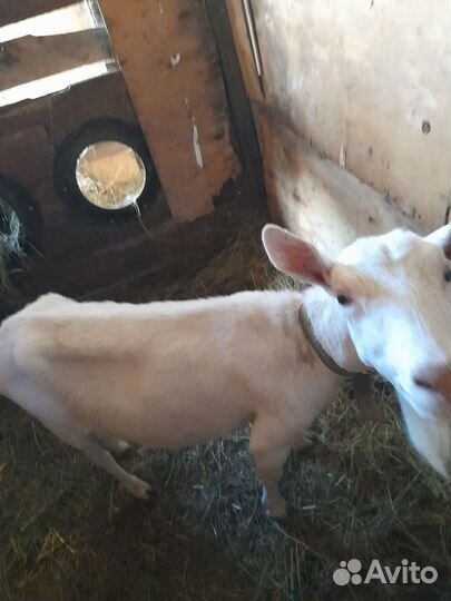 Корова дойная