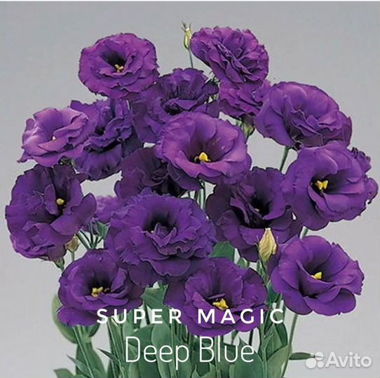 Эустома высокорослая рассада