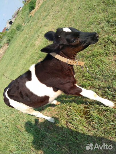 Телочка 4 месяца