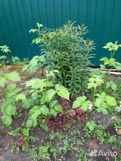 Ежевика колючая