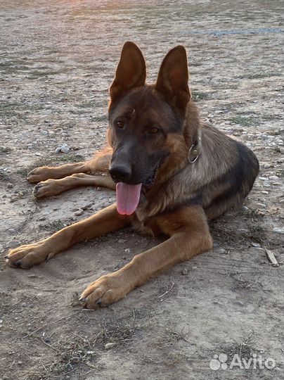 Немецкая овчарка