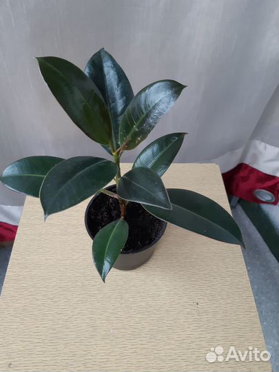 Фикус каучуконосный (эластика)