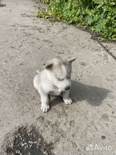 Продам щенков Хаски