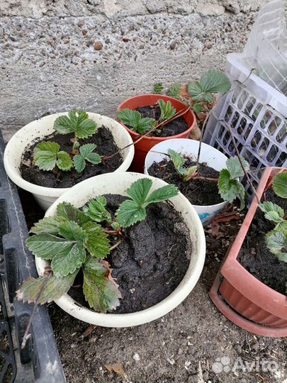 Рассада клубники не ремонтантная