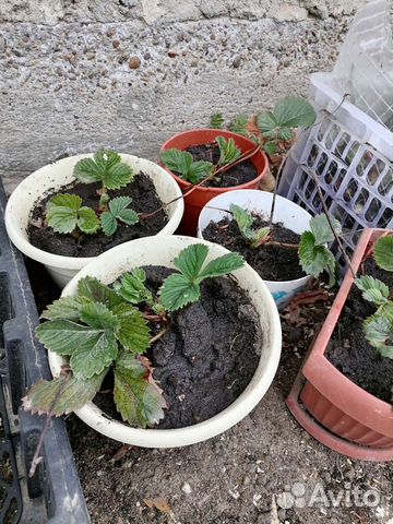 Рассада клубники не ремонтантная