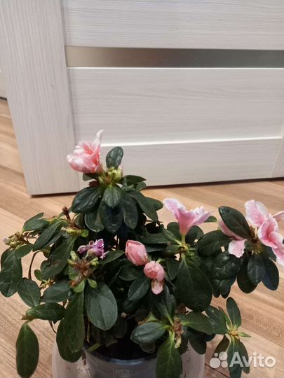 Азалия комнатная