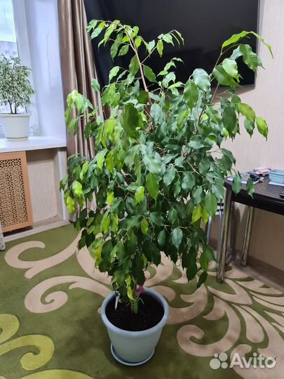 Фикус бенджамина большой