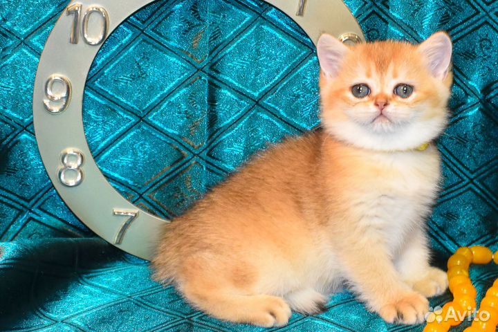 Сплошное очарование